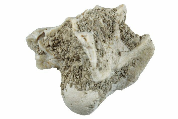 Fossil Sea Snake (Palaeophis) Vertebra - Morocco #261604